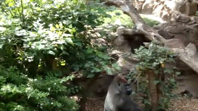 Тенерифе Лоро Парк Гориллы Loro Park смотреть онлайн