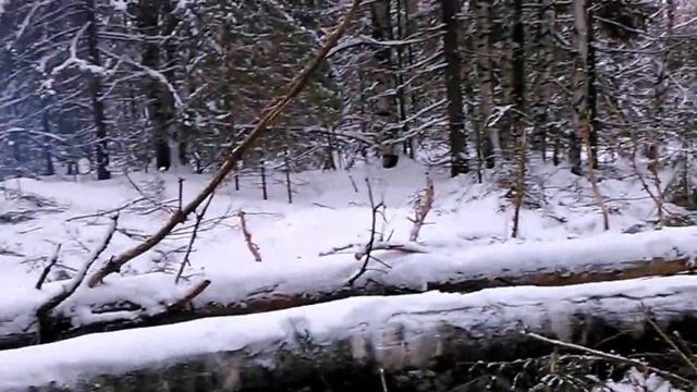 Жесть. Трелевка леса Уралом смотреть онлайн