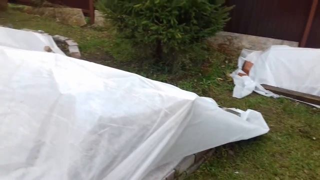 Розы в моем саду. Укрытие роз на зиму. Воздушномокрый способ. смотреть онлайн