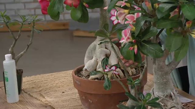 Roberta's 1-pc Sabi Star Gemini Desert Rose on QVC смотреть онлайн