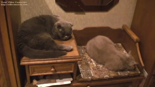 Мои кошки ( рождение ) 2009 год..avi смотреть онлайн