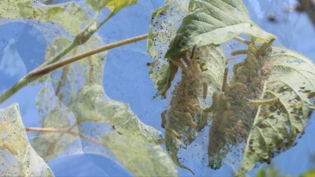 Американская белая бабочка - крылатый вредитель