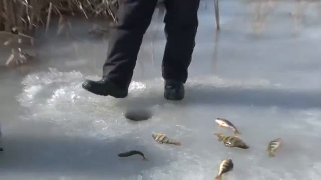 Зимняя рыбалка на окуня. смотреть онлайн