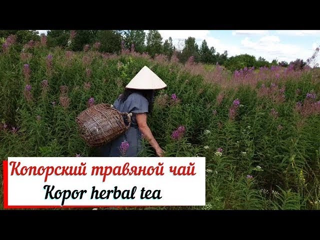 Копорский чай. Kopor herbal tea.Кипрей исконно русский чай. смотреть онлайн