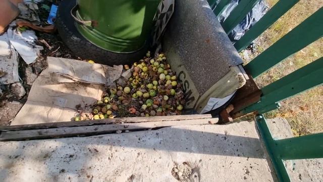 Выращивание томатов 4299 смотреть онлайн