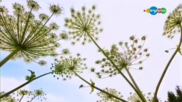 Трава-богатырь. Борщевик Сосновского. Микроистория. смотреть онлайн