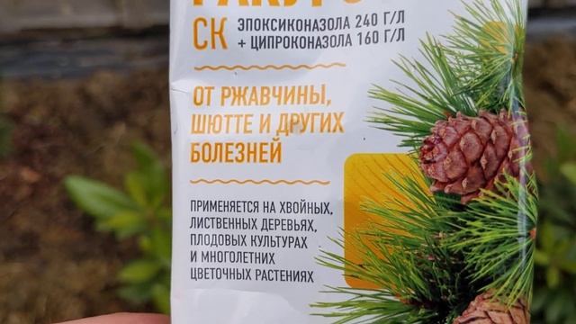 Прогулка по саду, обработка сада/ Слепые побеги у гортензий - ТАКОЕ БЫВАЕТ???? смотреть онлайн