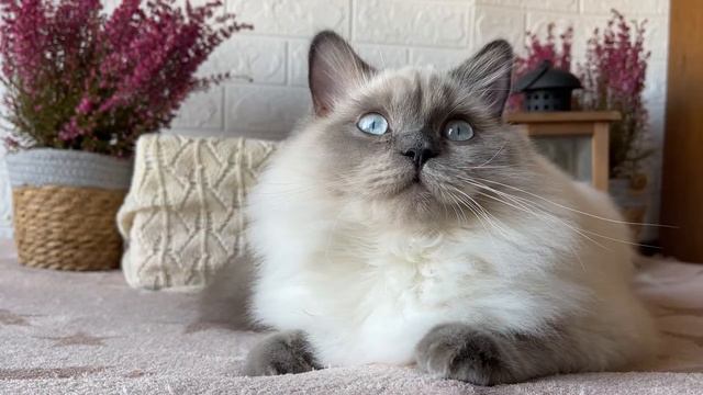 Xuni smells something yummy смотреть онлайн