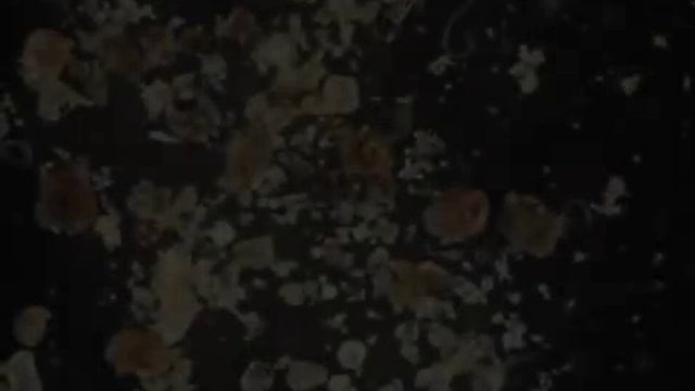 Soil Biology (Microfauna) - Terry Tollefson смотреть онлайн