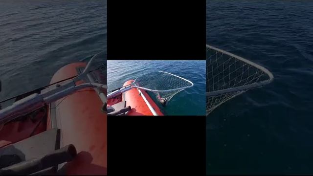 Ловля кеты в море на воблер 80 мм (13 гр) от Mr. Musurok