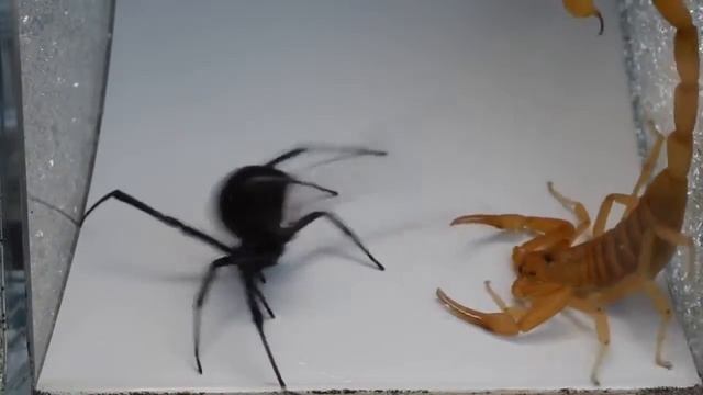 Скорпион против паука черная вдова Black Widow vs Scorpion смотреть онлайн