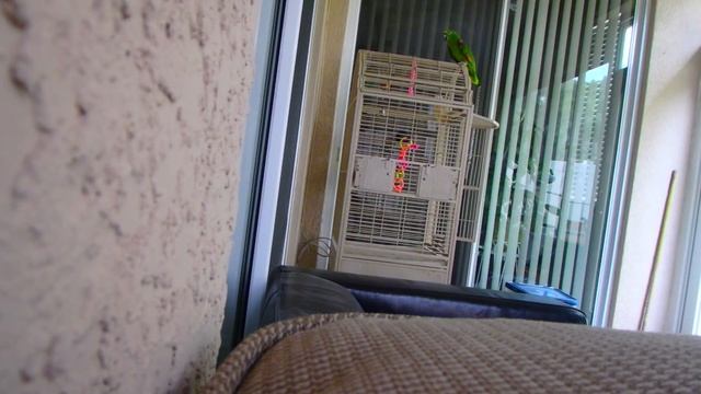 ? СКРЫТАЯ КАМЕРА ?  That Parrot More Talented Then I’ll Ever Be Funny Talking Singing  2018