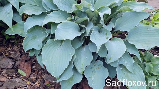 Голубая хоста Флемиш Скай (Flemish Sky), в моем саду смотреть онлайн