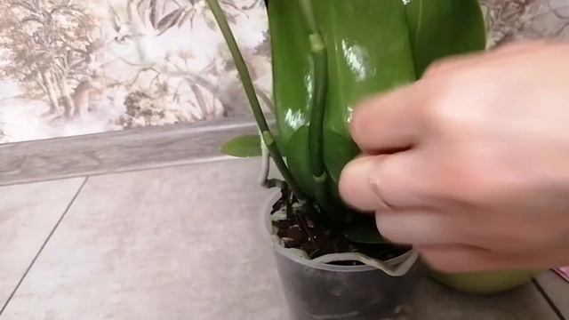 Обязательно делаю это с новыми орхидеями. Новая орхидея в коллекцию. Полив орхидеи Равелло. смотреть онлайн
