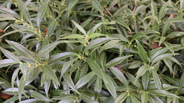 Sweet box (Sarcococca hookeriana var. humilis) - Plant Identification смотреть онлайн