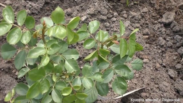 Пересадка розы Том Том летом смотреть онлайн