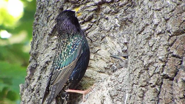 Обыкновенный скворец (лат. Sturnus vulgaris) смотреть онлайн