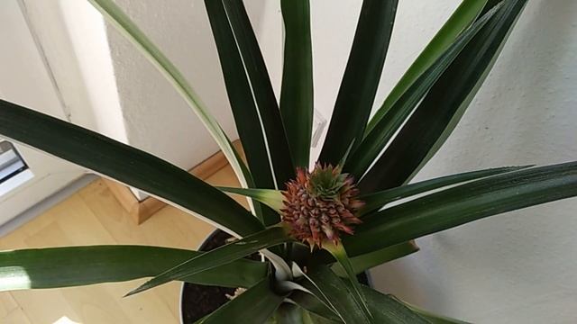 Экзотические растения дома. Цветение ананаса, продолжение. смотреть онлайн