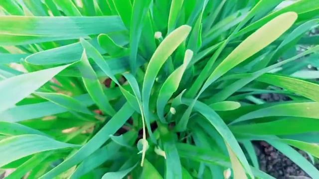 Лук Слизун смотреть онлайн