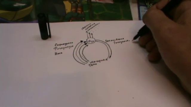 Сыроедение - гармония и дисгармония