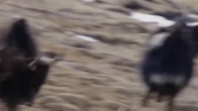 ИРБИС против ЛЕОПАРДА ! КТО СИЛЬНЕЕ ? смотреть онлайн