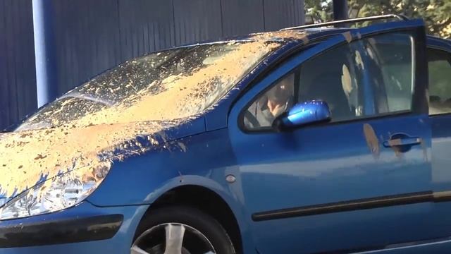 PIGEON (REMI GAILLARD) ? смотреть онлайн