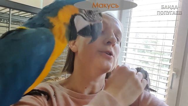 Смешные попугаи разговаривают || Прикольно! ? смотреть онлайн