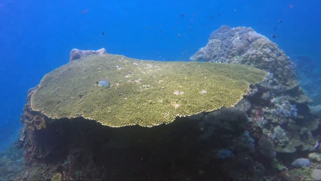 Diving at Crystal Bay - Nusa Penida 2017 смотреть онлайн