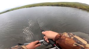 Коне ОКУНИ на Отводной ПОВОДОК