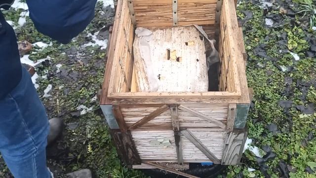 как зимуют пчелы? Верхний осмотр пчел в ульях смотреть онлайн