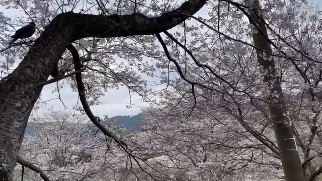 ?Начало цветения сакуры? смотреть онлайн