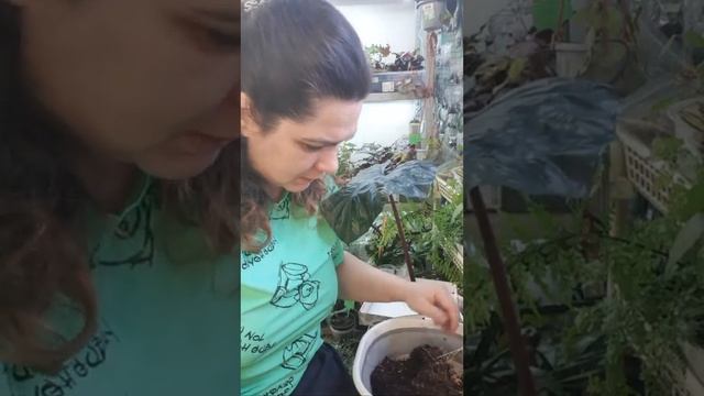 Выкапываю Кислицу, Говорушки смотреть онлайн