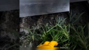 ГВОЗДИКА  ампельная размножение и уход