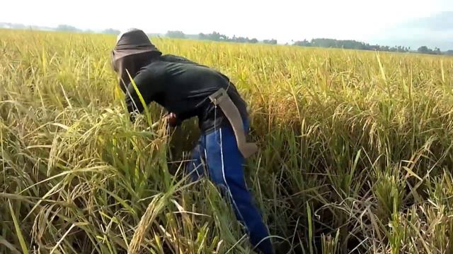 How rice is made смотреть онлайн
