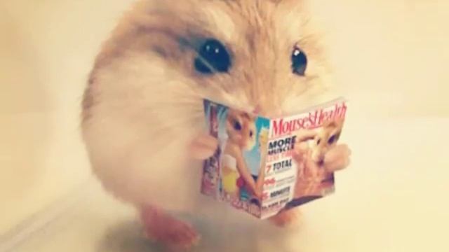 10 Самых милых фото хомяков ♥♥♥ смотреть онлайн