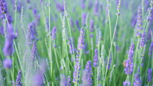 Увидев родителей жениха, мать невесты рухнула на пол. А когда её откачали, она взяла микрофон и... смотреть онлайн