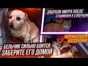 Опять ругаемся, но уже с прямым виновником. Отдали Болека в Ессентуки, забираем Амура со стационара.