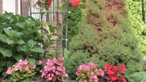 Ель коника пожелтела хвоя. Как определить? Что делать? Вредители ели.