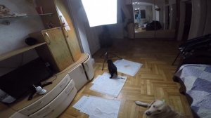 Как приучить щенка к пеленке за 3 дня? 5 правил для достижения быстрого результата!