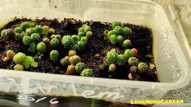 Sowing Cacti Update 11.2021 | Astrophytum Asterias Super Kabuto Variegate