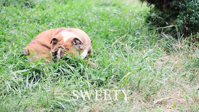 Щенки английского бульдога.Девочки/Puppy english bulldog.Female смотреть онлайн
