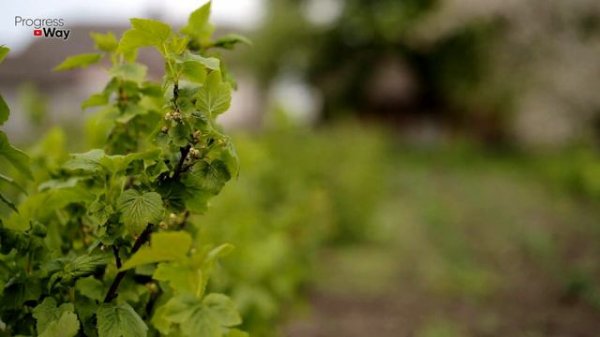 Спасибо Соседке За Совет! Вылечила Смородину Крыжовник Виноград! Я Так Долго Мучилась!