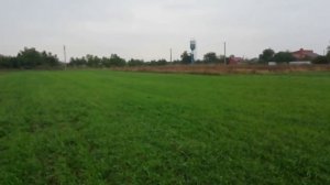 Всходы люцерны которую посеял в зиму.