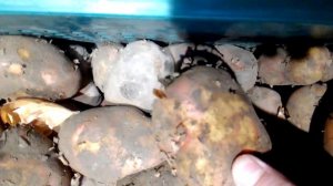 Таракан в картофеле "Командор" г.Красноярск