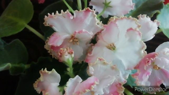 Фиалка СМ - Лесное Волшебство /Описание сорта фиалки.//Первое очаровательное цветение стартёра!!!? смотреть онлайн