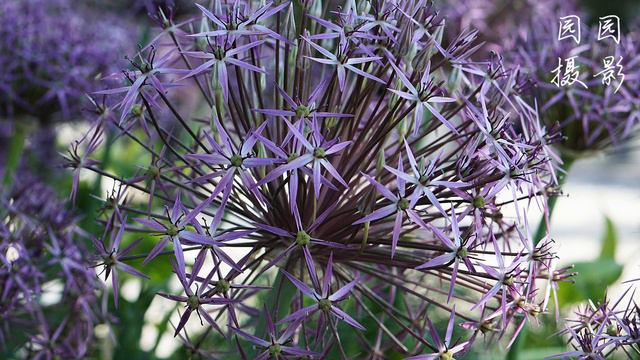 Me reading 认识大花葱, Allium giganteum Regel, giant onion, My photography смотреть онлайн