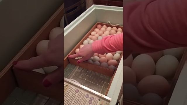 Обзор нового инкубатора Блиц Матрица Дели. смотреть онлайн
