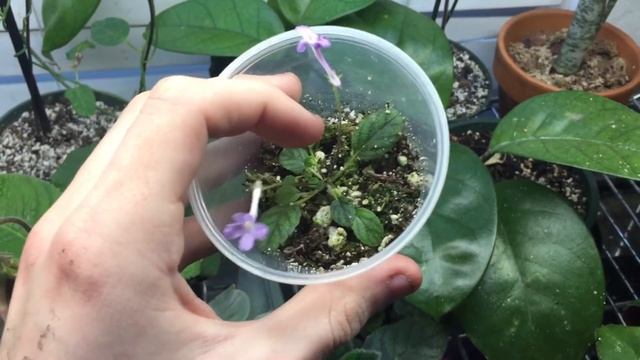 Smallest Houseplant- Sinningia pusilla смотреть онлайн