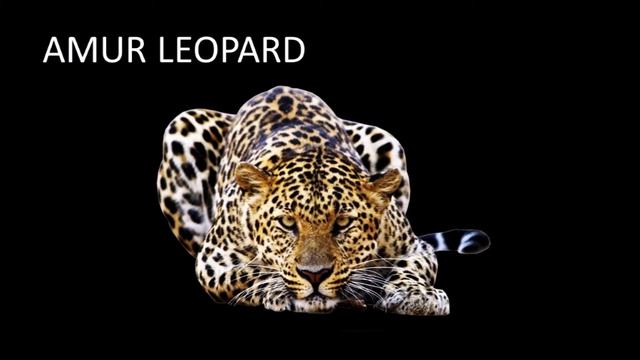Critically Endangered Animals - Amur Leopard смотреть онлайн