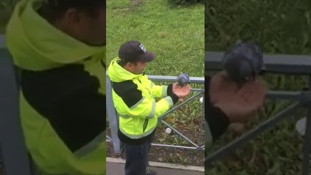 голуби местные семечки любят смотреть онлайн